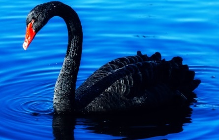 El cisne negro. The black swan.